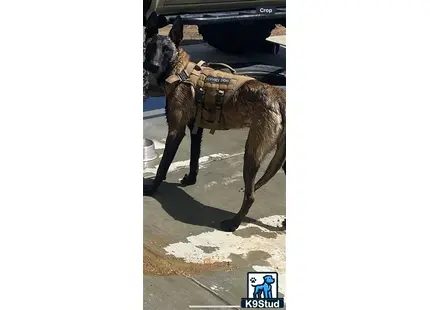 a belgian malinois dog wearing a vest